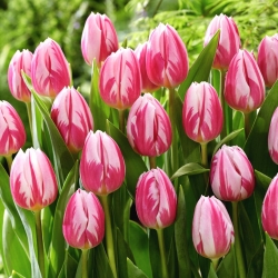 Tulipán - Bojangles - 5 piezas