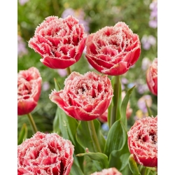 Tulpė - Brest - 5 gėlių svogūnėlių