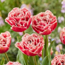 Tulpė - Brest - 5 gėlių svogūnėlių