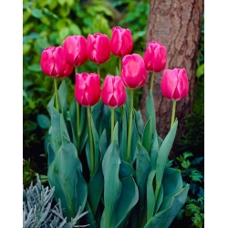 Tulip - Carola - GIGA Pack! - 250 pcs