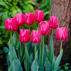 Tulipan "Carola" - 5 čebulic