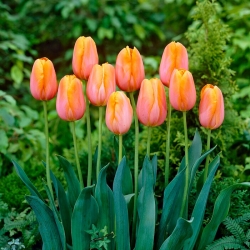 Tulipán - Dordogne - 5 db