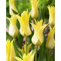 Tulpė - Florijn Chic - 5 gėlių svogūnėlių