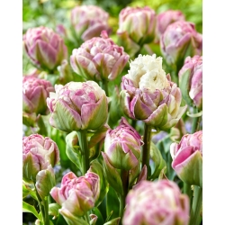 Tulpė - Ice Tea - 5 gėlių svogūnėlių