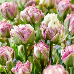 Tulpė - Ice Tea - 5 gėlių svogūnėlių