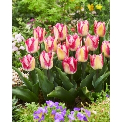 Tulpė - Yasmine - 5 gėlių svogūnėlių