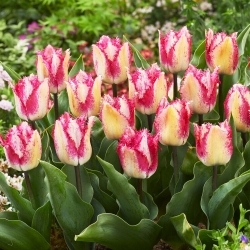 Tulipa - Yasmine - 5 peças