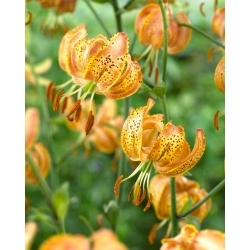 Martagon Lily - Lilium Martagon - Peppard Gold