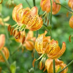 Martagon Lily - Lilium Martagon - Peppard Gold