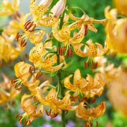 Martagon Lily - Guinea Gold