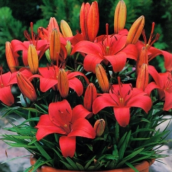 Miniature Lily - Sweet Lord - GIGA Pack! - 50 pcs.