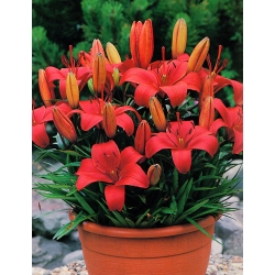 Miniature Lily - Sweet Lord - GIGA Pack! - 50 pcs.