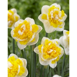 Double Daffodil - Doctor Witteveen - GIGA Pack! - 250 pcs