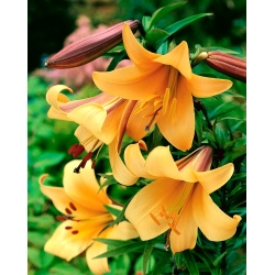 Trumpet Lily - African Queen - GIGA Pack! - 50 pcs.