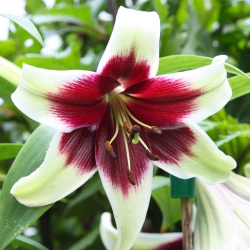 Lily - Kushi Maya - Giant Flower and Intense Fragrance! - GIGA Pack! - 50 pcs.