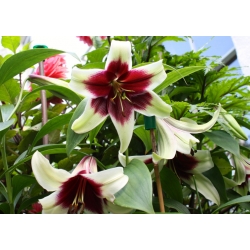 Lily - Kushi Maya - Giant Flower and Intense Fragrance! - GIGA Pack! - 50 pcs.