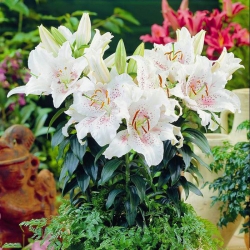 Dwarf Oriental Lily - Muscadet - Large Pack! - 10 pcs.