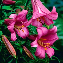 Trumpet Lily - Pink Perfection - GIGA Pack! - 50 pcs.