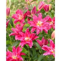 Lily - Roselily Julia - Oriental, Double - Fragrant! - Large Pack! - 10 pcs.