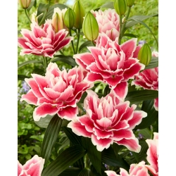 Lily - Roselily Samantha - Oriental, Double - Fragrant! - GIGA Pack! - 50 pcs.