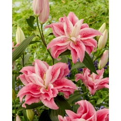 Lily - Roselily Clarissa - Oriental, Double - Fragrant! - GIGA Pack! - 50 pcs.