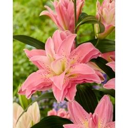 Lily - Roselily Patricia - Oriental, Double - Fragrant! - Large Pack! - 10 pcs.