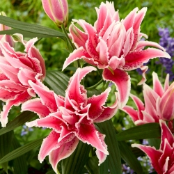 Lily - Roselily Lorena - Oriental, Double - Fragrant! - Large Pack! - 10 pcs.