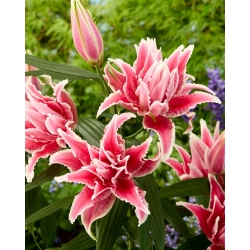 Lily - Roselily Lorena - Oriental, Double - Fragrant! - GIGA Pack! - 50 pcs.