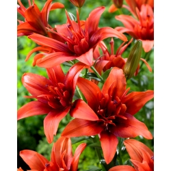 Double-Flowered Asiatic Lily - Red Twin - GIGA Pack! - 50 pcs.