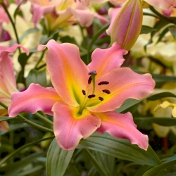 Tree Lily - Pink - Large Pack! - 10 pcs.