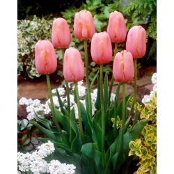 توليب منتون - توليب منتون - 5 لمبات - Tulipa Menton