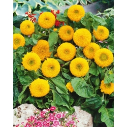 Dwarf Double Sunflower sėklos - Helianthus annuus fl. pl. - 90 sėklų
