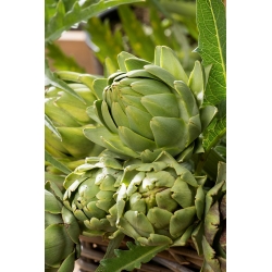 Alcachofera - Green Globe - 23 semillas - Cynara scolymus