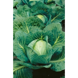 Kapusta Langedijker Dauer semená - Brassica oleracea convar. capitata - 480 semien - Brassica oleracea convar. capitata var. alba