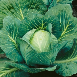 Repolho - Langedijker Dauer - branco - 480 sementes - Brassica oleracea convar. capitata var. alba