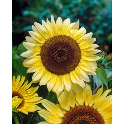 Ornamental sunflower - Lemon Queen - 100 g
