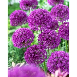 Allium Purple Sensation - 3 bulbi