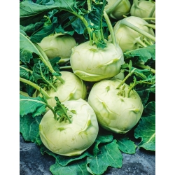 Kohlrabi, nemecký turnip "White Vienna" - 260 semien - Brassica oleracea var. Gongylodes L. - semená