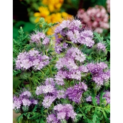 Lacy phacelia - 30 g of seeds for aftercrop - 30000 seeds