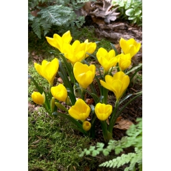 Sternbergia - ziemas narcis - liels iepakojums! - 20 gab. rudens narcise, kritums nārsta, lilija-lauka, dzeltens rudens krokuss - 
