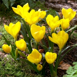 Sternbergia – Herbst-Goldbecher, Goldkrokus, Winternarzisse, Gewitterblume 