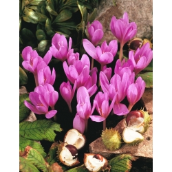 Autumn crocus - 'Violet Queen' - large package - 10 pcs; meadow saffron, naked lady