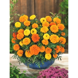 Large-flowered Mexican marigold "Mona" - variety mix; Aztec marigold