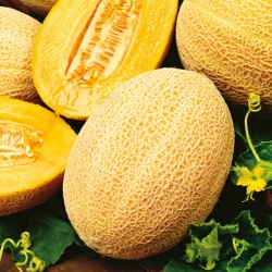 Hale's Best Jumbo cantaloupe; kivimelon, magus melon - 