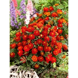 French marigold 'Red Cherry' (Tagetes patula)