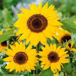 Ornamental sunflower 'Henry Wilde' - seeds (Helianthus annuus)