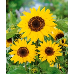 Ornamental sunflower 'Henry Wilde' - seeds (Helianthus annuus)