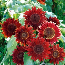 Ornamental sunflower 'Moulin Rouge' - seeds (Helianthus annuus)
