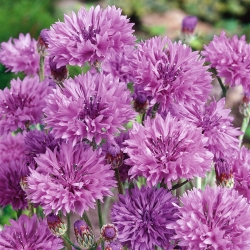 Aciano - púrpura - semillas (Centaurea cyanus)