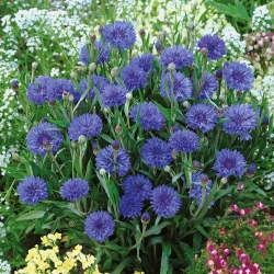 Fiordaliso - blu - varietà nana - semi (Centaurea cyanus)